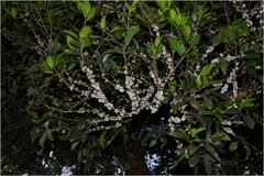 Memecylon kollimalayanum